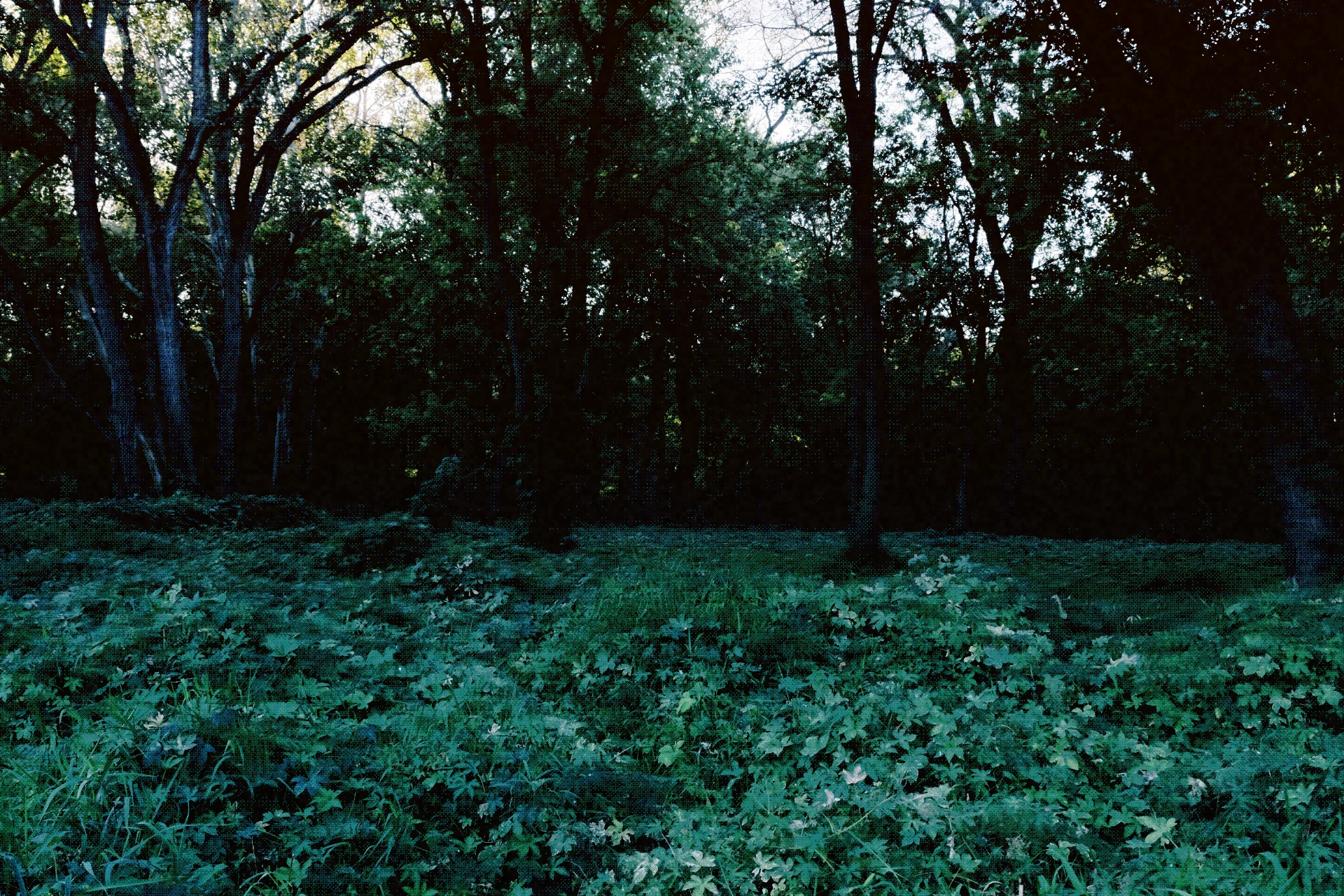 Forest photography graded with deep shadows, teal foliage, and a textured finish