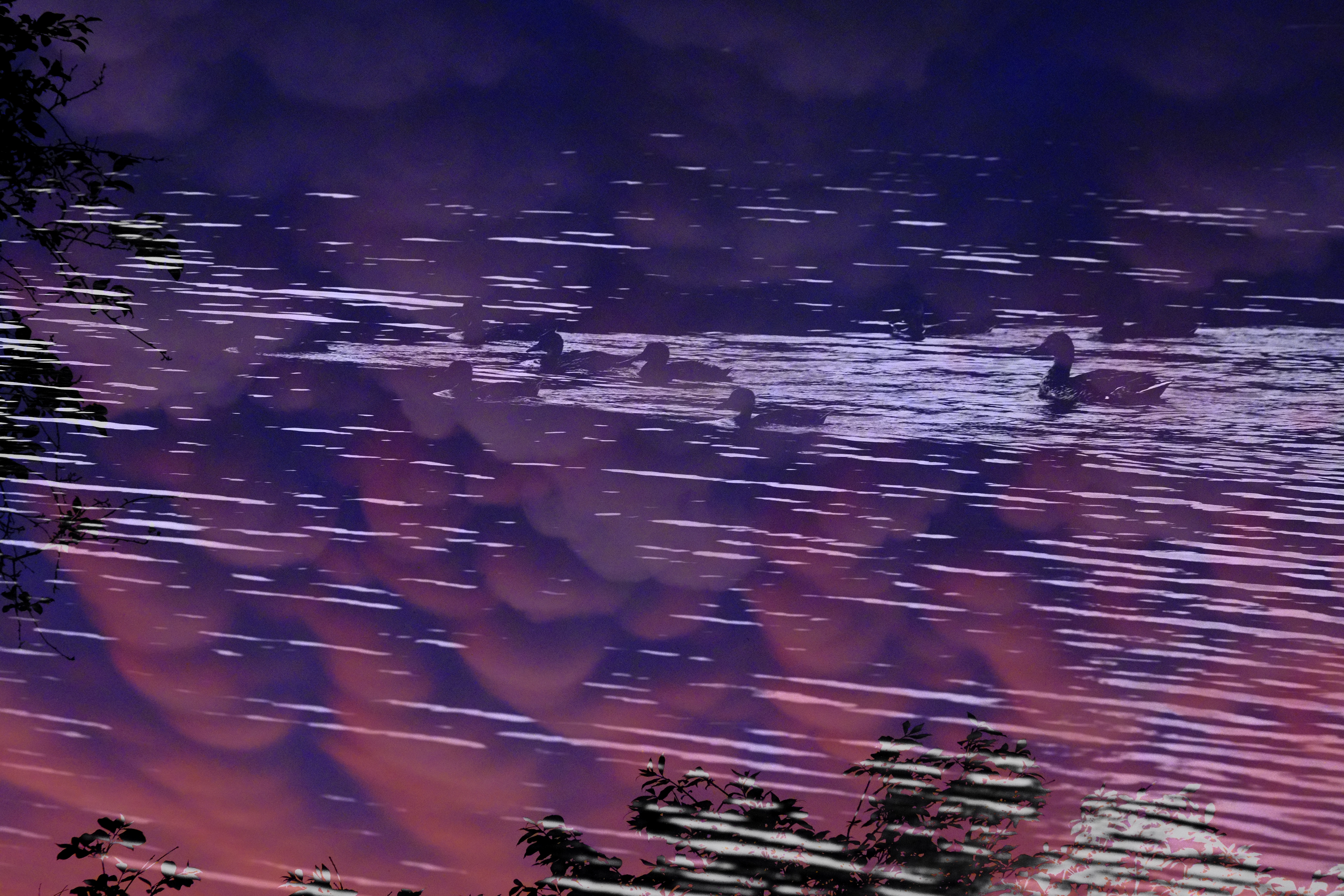 Ducks and rippling water layered with purple and pink tones and silhouetted foliage