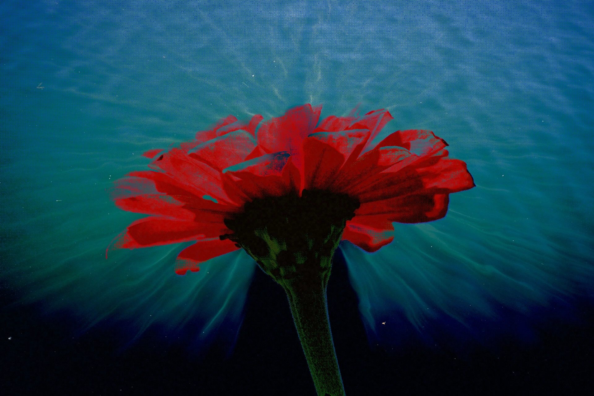 A red flower blended with turquoise water, rippling light, and a silhouetted reflection in PicMix