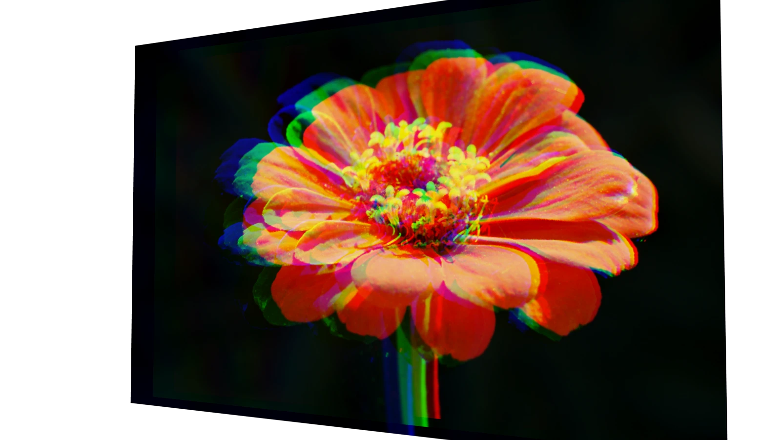 An orange flower with separated red, green, and blue layers in three dimensions
