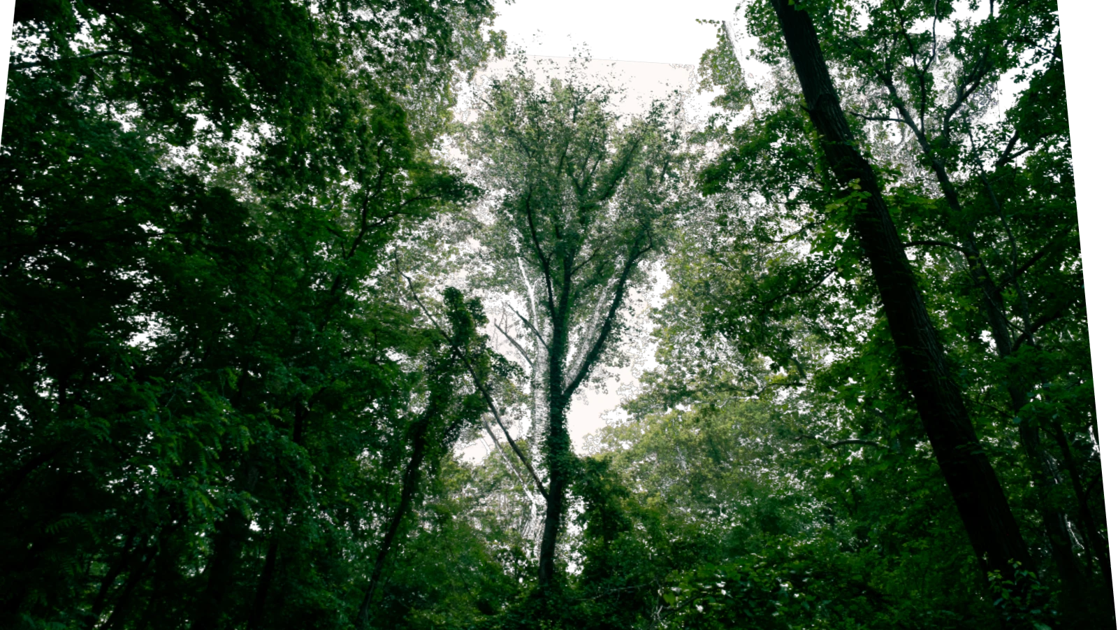 A green forest photograph separated into spatial layers